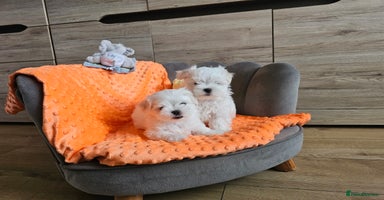 Maltese dogs - Advert 5