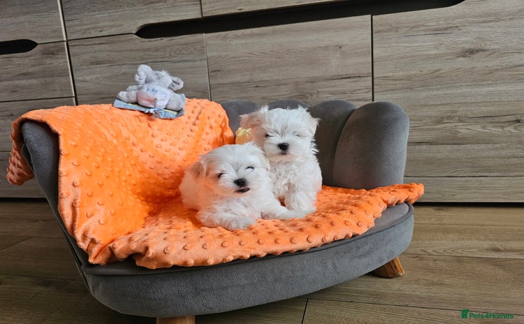 Maltese dogs - Advert 9