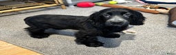 Cocker Spaniel dogs for sale: Handsome 4 month old black boy - Advert 14