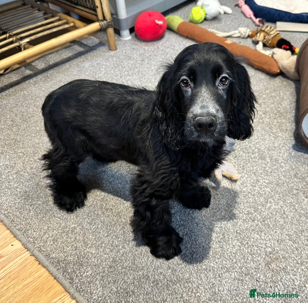 Cocker Spaniel dogs for sale: Handsome 4 month old black boy - Advert 14