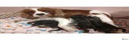 Cavalier King Charles Spaniel dogs for sale: Exquisite Cavalier King Charles Spaniel Puppies - Advert 9