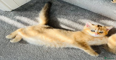 Scottish Fold cats in Grays - Advert 1