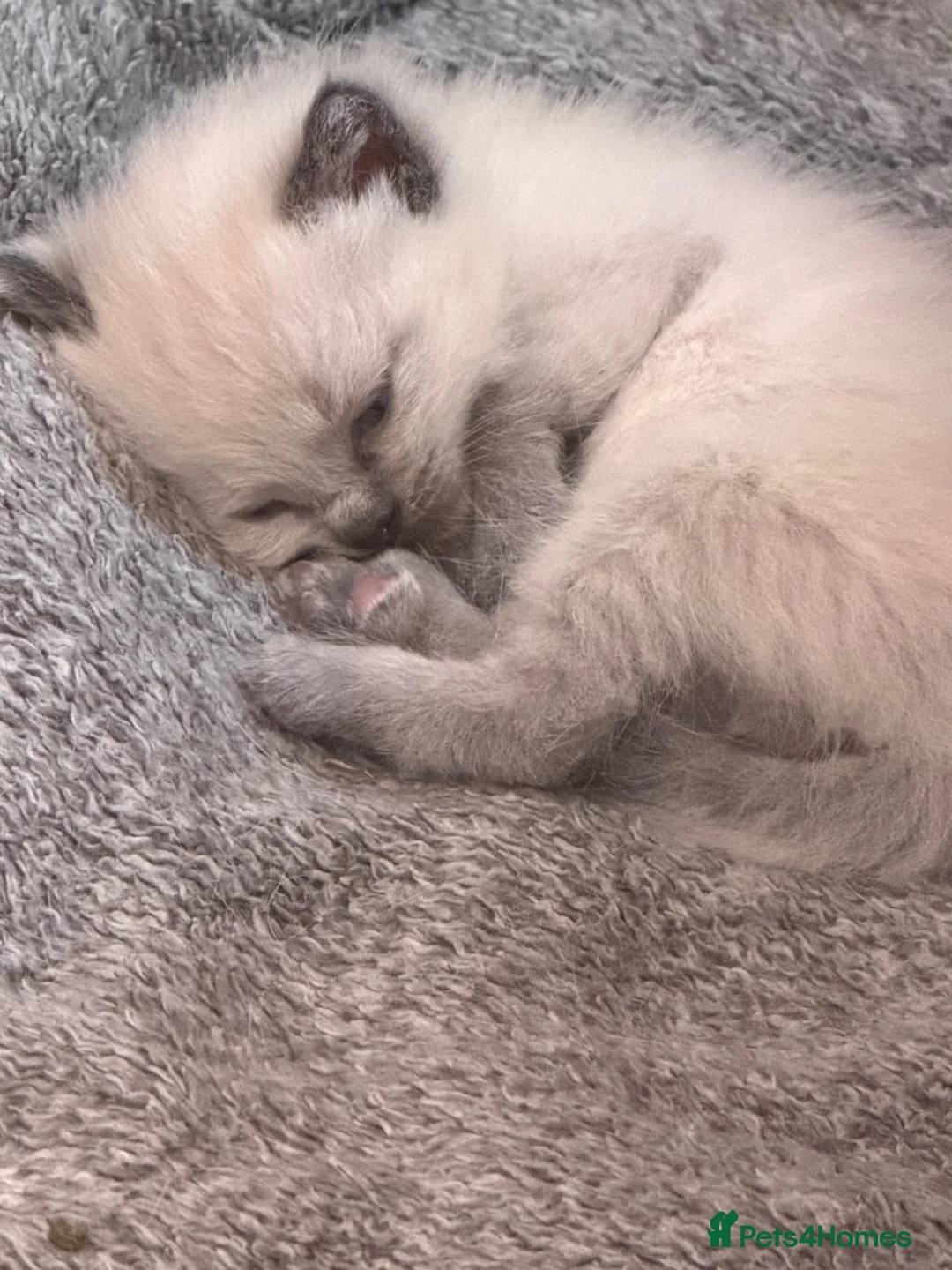 Ragdoll cats for sale: Ragdoll kitten in Westcliff-on-Sea - Advert 2