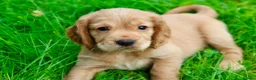 Cocker Spaniel dogs for sale: Gorgeous Golden Working Cocker Spaniels - Advert 20