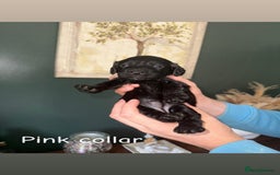 Cockapoo dogs for sale: Adorable cockapoos for sale - Image 6