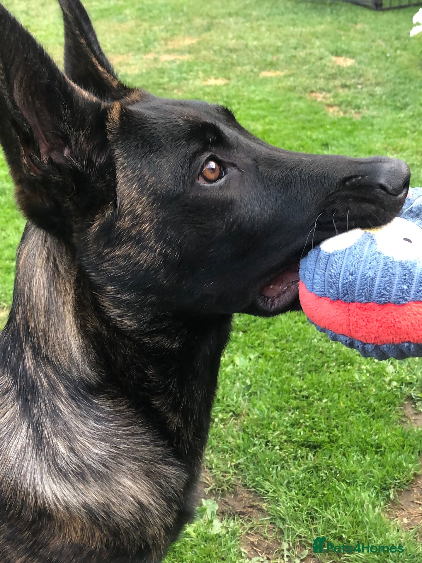 German Shepherd dogs Dutch shepherd, not a German shepherd  - Advert 1