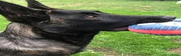 German Shepherd dogs for sale: Dutch shepherd, not a German shepherd  - Advert 1