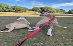 Mixed Breed dogs for sale: Alapha blue blood bulldog girl in Westerham - Image 8