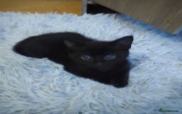 Mixed Breed cats for sale: kittens - Image 3