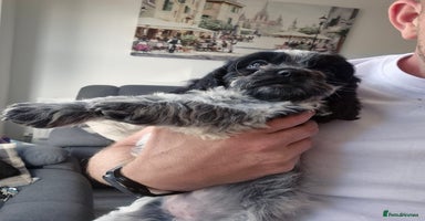 Mixed Breed dogs - Advert 8