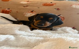 Miniature Dachshund dogs for sale: Miniature dachshund pups  - Image 11