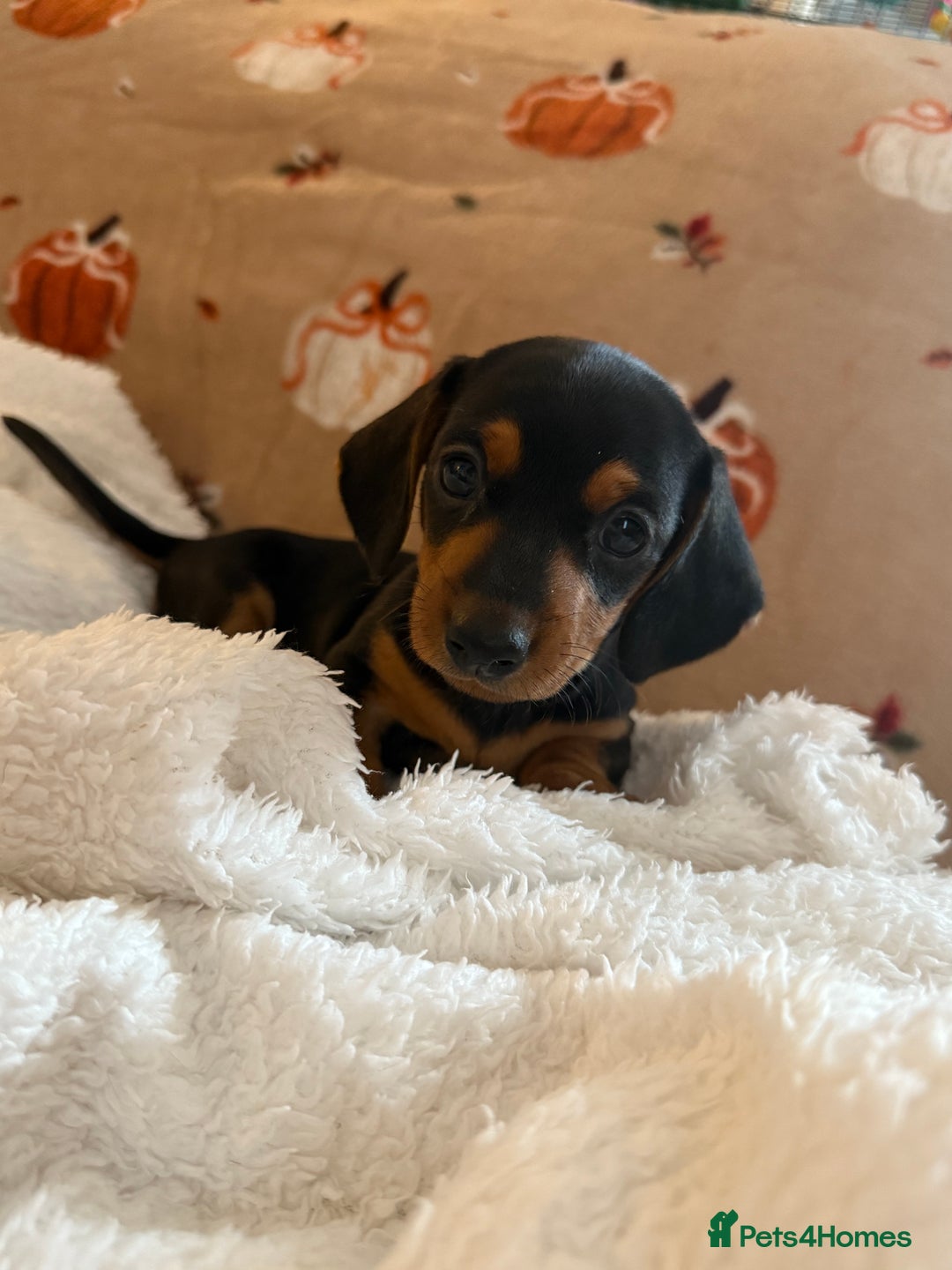 Miniature Dachshund dogs for sale: Miniature dachshund pups  - Image 11