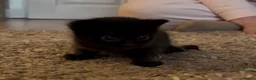 Domestic Shorthair cats for sale: 2 female kittens looking for there forever home - Advert 3