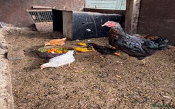 Chickens poultry for sale: 6 chickens for sale - Image 3