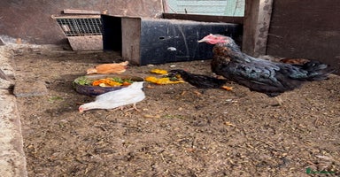 Chickens poultry - Advert 13