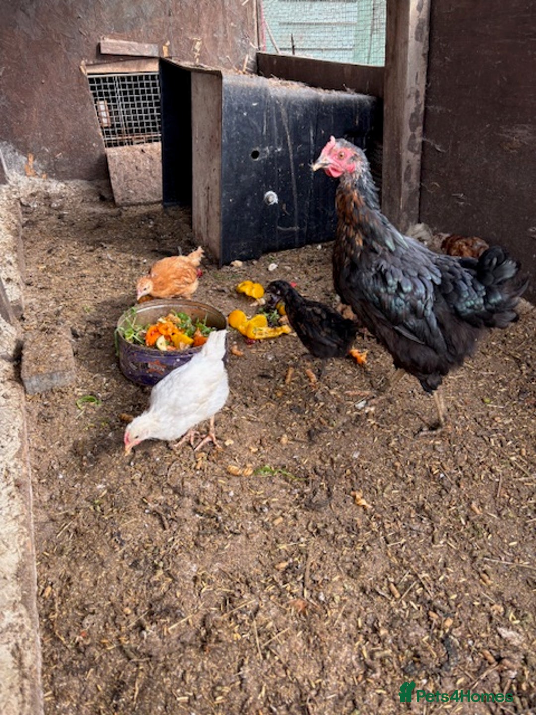 Chickens poultry for sale: 6 chickens for sale - Image 3
