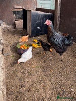 Chickens poultry - Advert 5