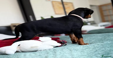 Dobermann dogs - Advert 1