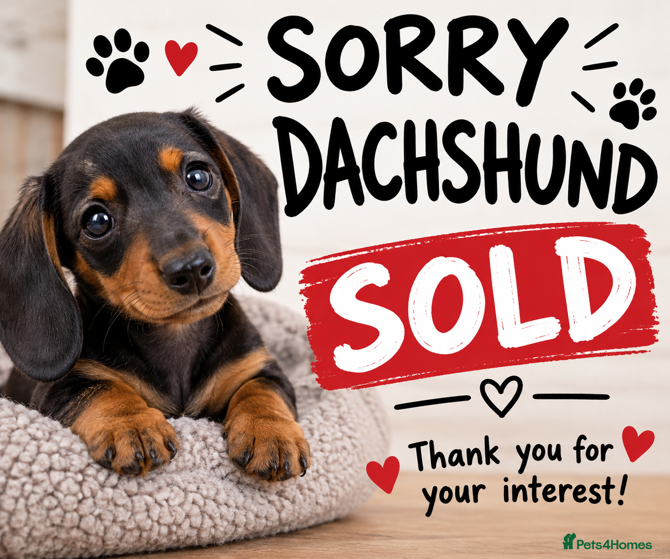 Miniature Dachshund dogs Miniature dashhound  - Advert 2
