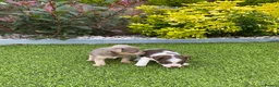Jack Russell dogs for sale: Gorgeous Miniature Jack Russell Puppies  - Advert 2