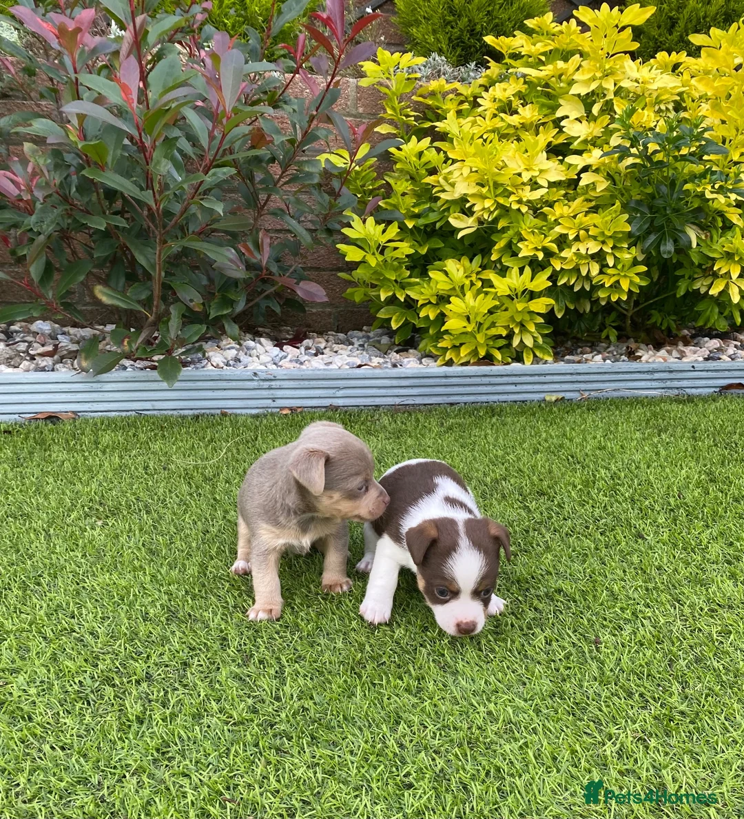 Jack Russell dogs for sale: Gorgeous Miniature Jack Russell Puppies  - Advert 2