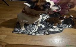 Boxer dogs for sale: Bouncy beautiful boxers  - Image 5