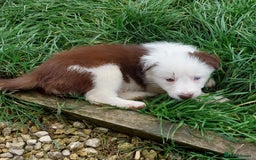 Bearded Collie dogs for sale: Red beardie collie pups  - Image 12