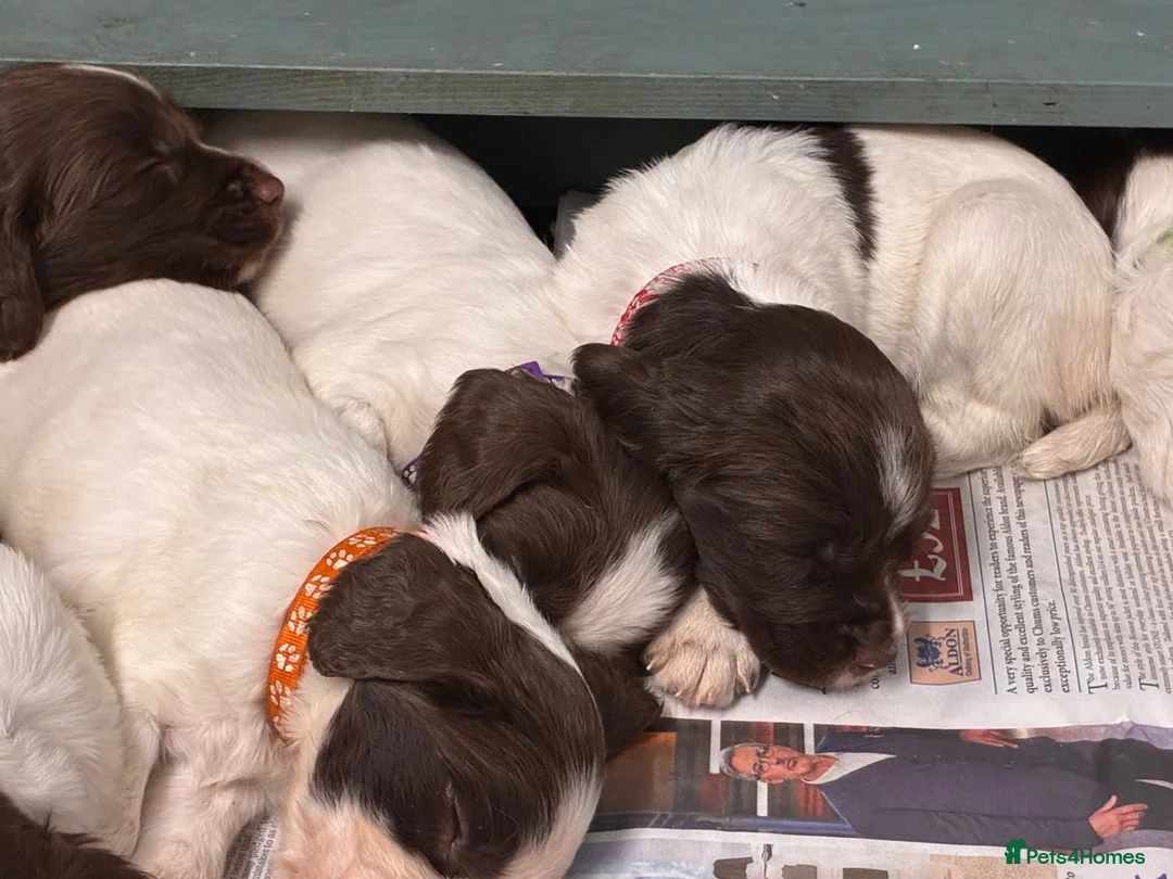 English Springer Spaniel dogs for sale: FTCH Sired Springer Spaniel Puppies - Advert 2