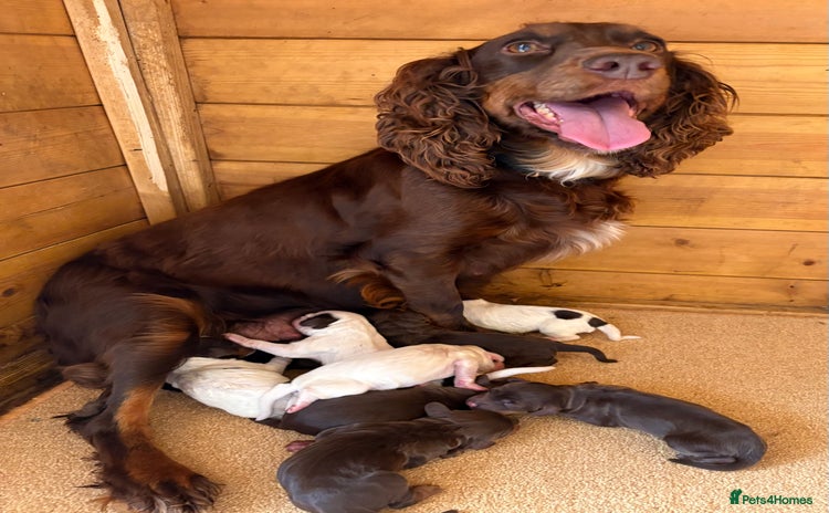 Cocker Spaniel dogs - Advert 1