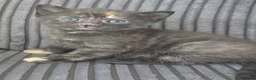 Mixed Breed cats for sale: 5 mixed breed kittens for sale - Advert 4