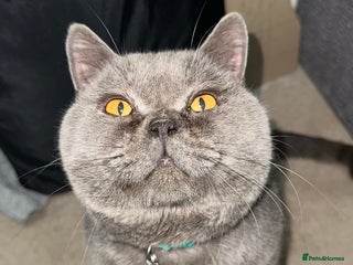 British Shorthair cats in Hull - Advert 7