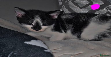 Mixed Breed cats - Advert 6