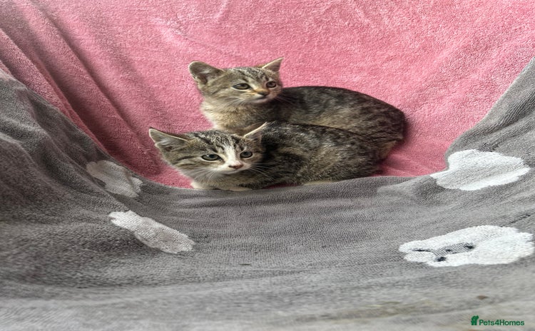 Domestic Shorthair cats - Advert 3