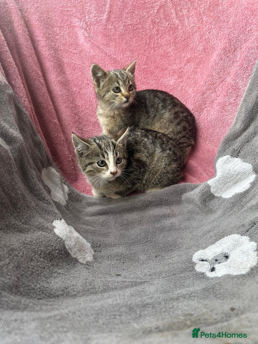 Domestic Shorthair cats for sale: Beautiful kittens for sale - Image 1