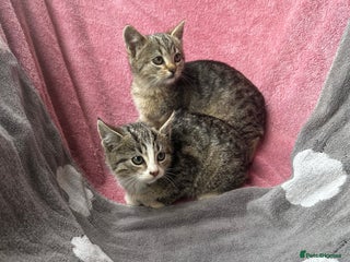 Domestic Shorthair cats - Advert 2