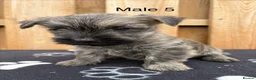 Cairn Terrier dogs for sale: beautiful health tested cairn terriers - Advert 25