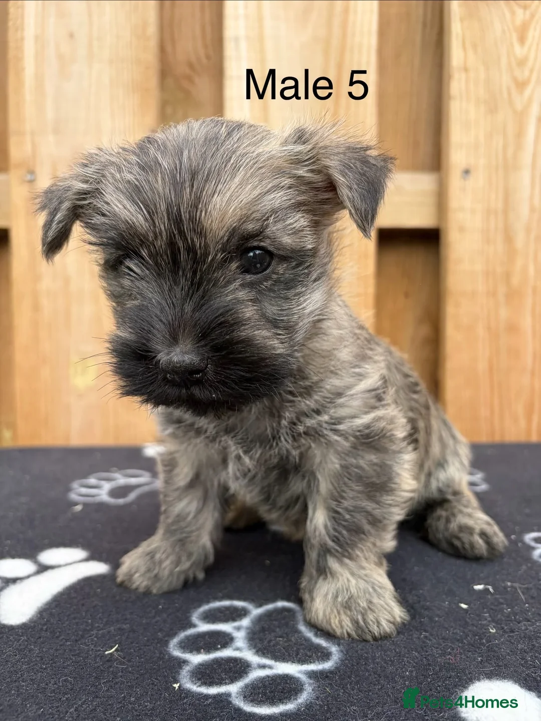 Cairn Terrier dogs for sale: beautiful health tested cairn terriers - Advert 25