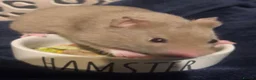 Hamster rodents for sale: Female hamster  - Advert 2