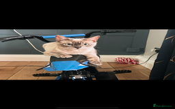 Bengal cats for sale: Beautiful Blue Mink Bengal Girl - Image 5