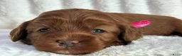 Australian Labradoodle dogs for sale: Superior Australian Labradoodle Puppies - Advert 3