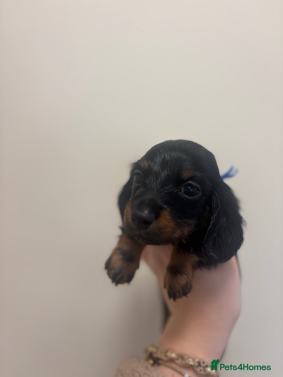Miniature Dachshund dogs for sale: MINIATURE DACHSHUNDS - Advert 10