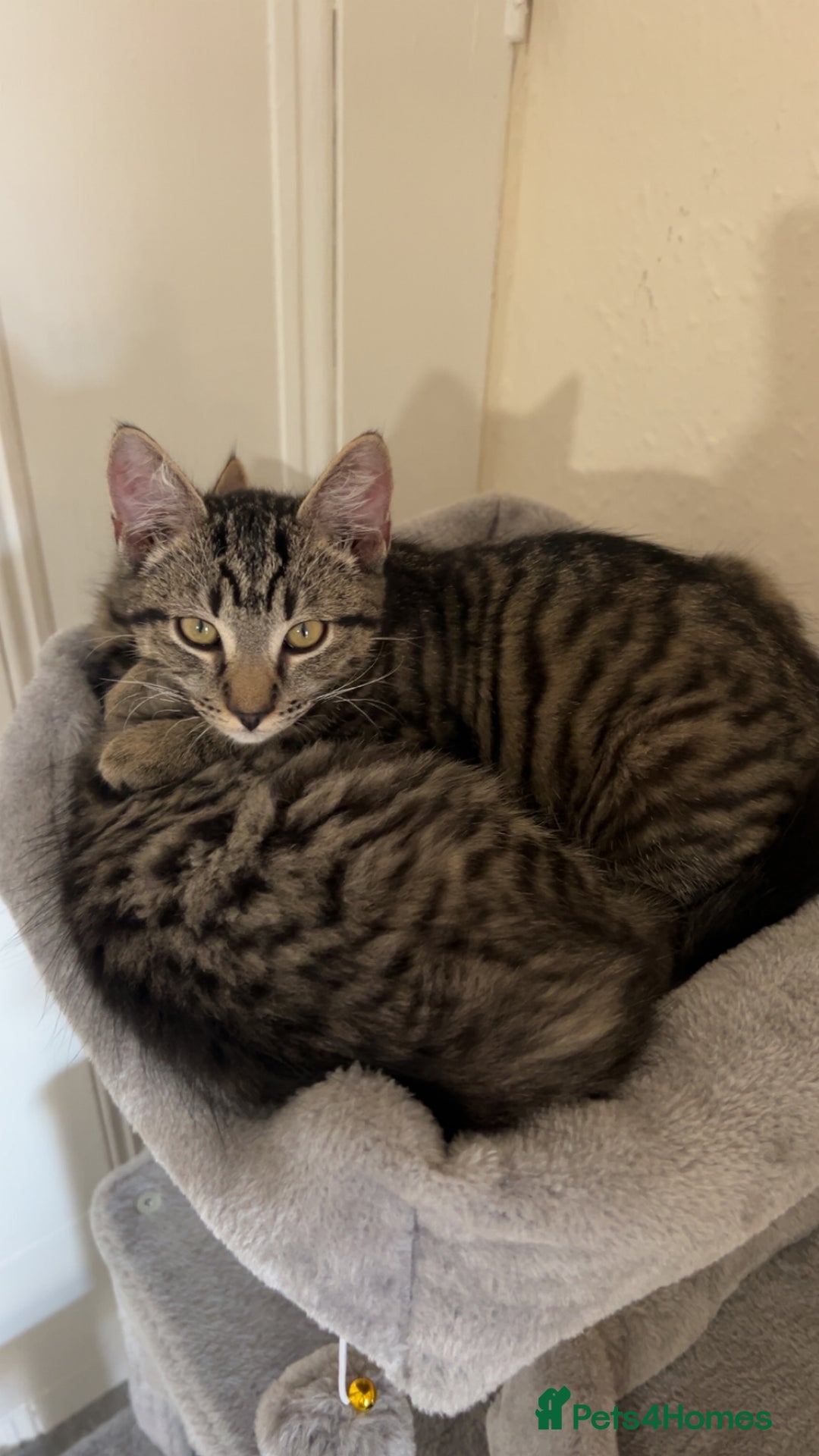 British Longhair cats for sale: 2 kittens looking for a new home  - Advert 7