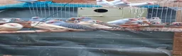 Finches birds for sale: Zebra finches and Silver Java Sparrows - Advert 3