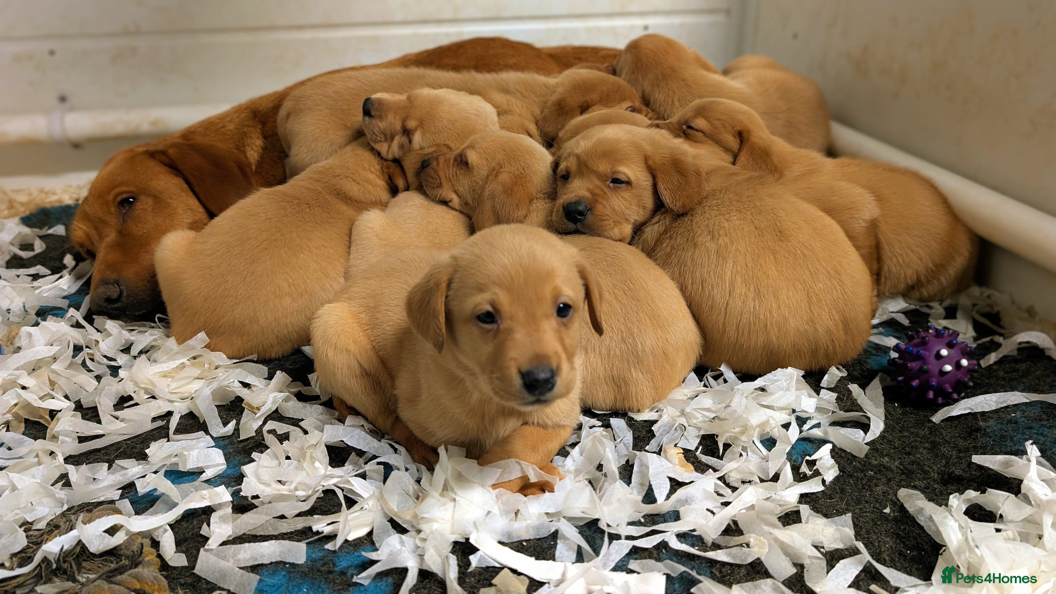 Labrador Retriever dogs Fab KC Fox Red Pups - 4* Higher Standard Breeder - Advert 2