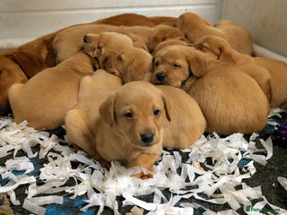 Labrador Retriever dogs Fab KC Fox Red Pups - 4* Higher Standard Breeder - Advert 2