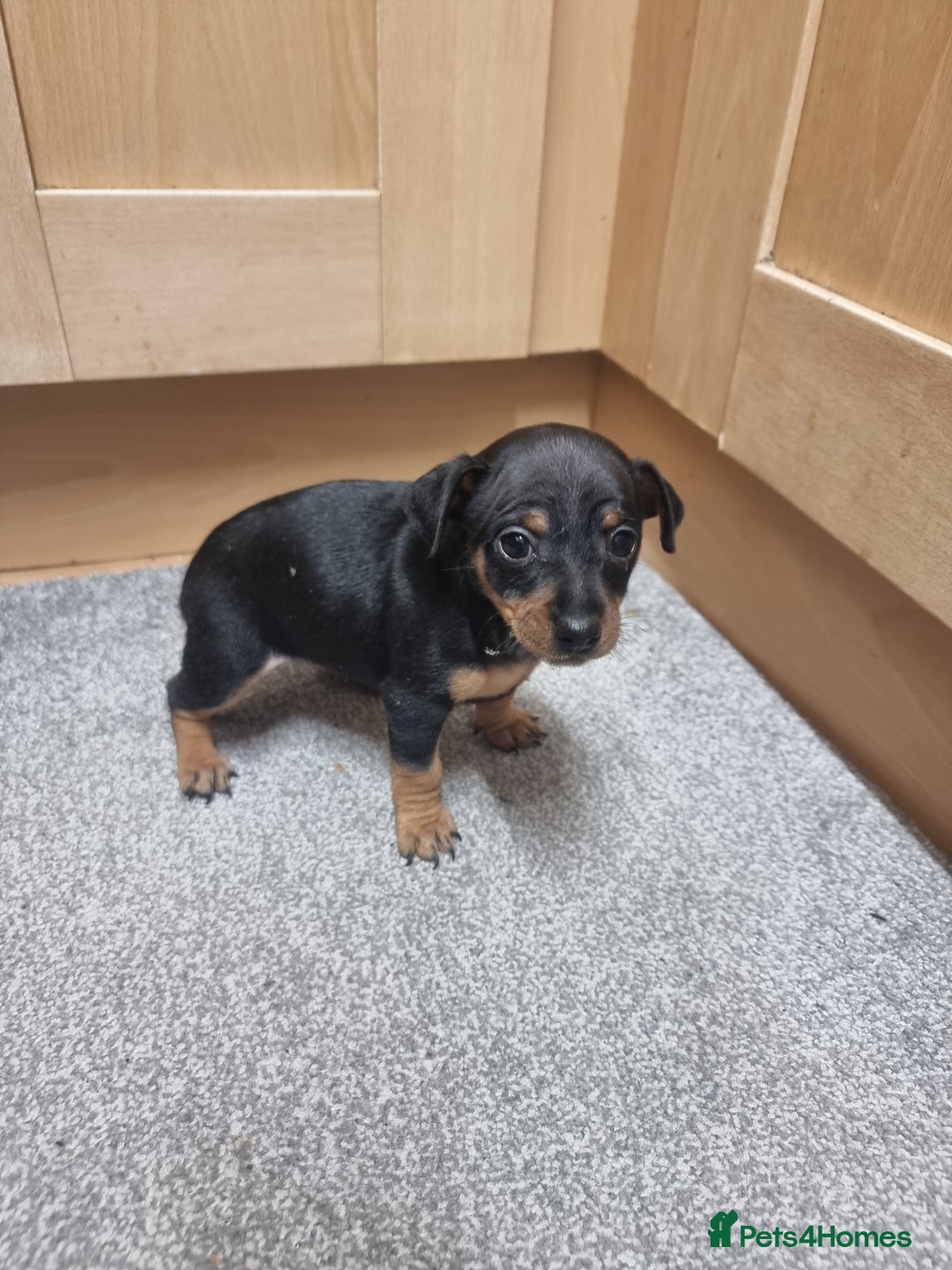 German Pinscher dogs for sale: Pincher - Advert 4