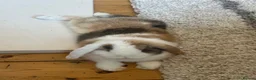 Mini Lop rabbits for sale: Spayed mini lop looking for forever home - Advert 4