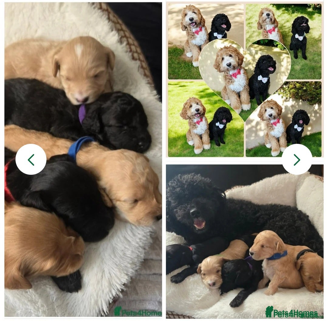 Cockapoo dogs for stud: Hip 0/0🌟 Elbow 0/0🌟 Australian Labradoodle - Advert 7