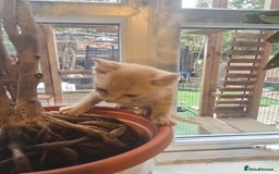 Mixed Breed cats for sale: Kittens 3 boys  - Image 3