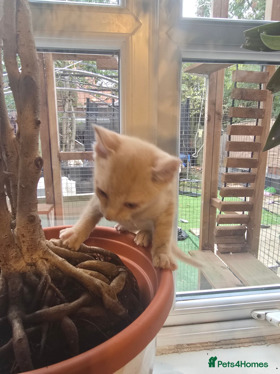Mixed Breed cats for sale: Kittens 3 boys  - Image 3